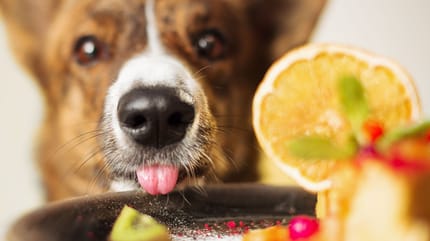 che frutta possono mangiare i cani