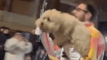 Chico tedoforo a quattro zampe