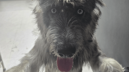 chien
