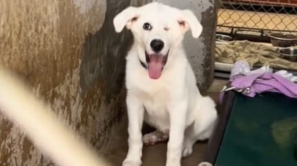 Hund zur Adoption