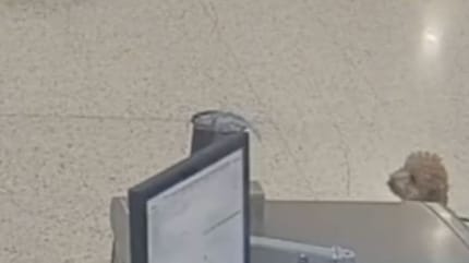 Chien à l'aéroport