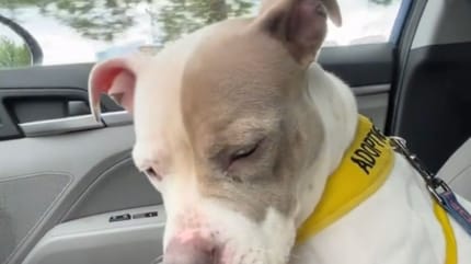perro abandonado