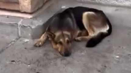 Cane abbandonato