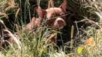 Chien abandonné dans un champ