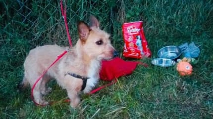 chienne abandonnée avec ses jouets
