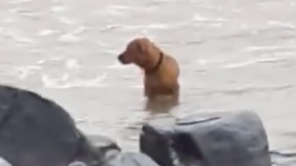Chien abandonné sur la plage