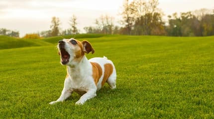 chien qui aboie