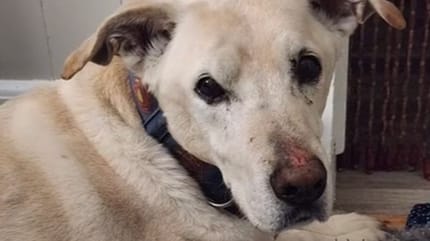 chien accidenté