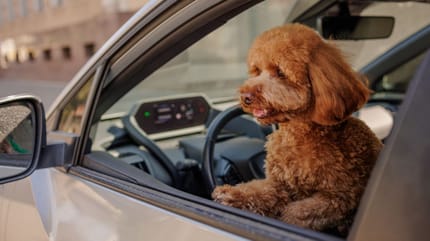 Dog at the wheel