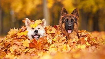 chien automne