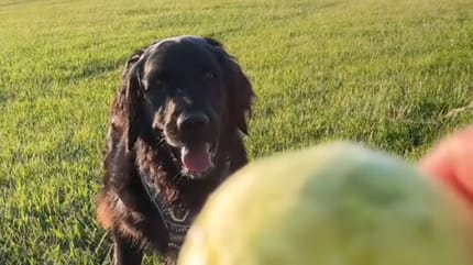 chien balle