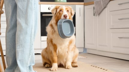 chien-besoins-nutritionnels