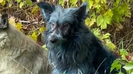 Cane blu a Chernobyl