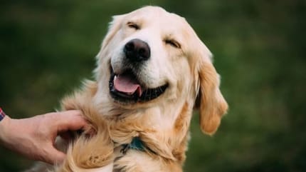 chien en bonne santé