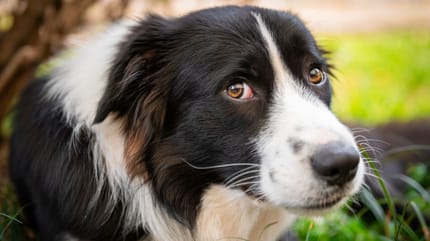 chien Border Collie