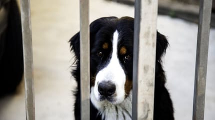 Chien Bouvier Bernois triste