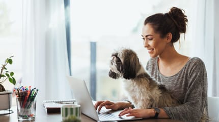 chien bureau