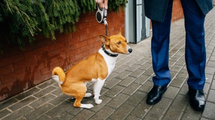 Diarrhée chien