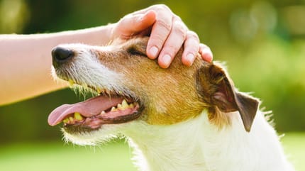 Un chien au soleil qui a chaud
