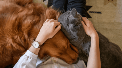 chien chat