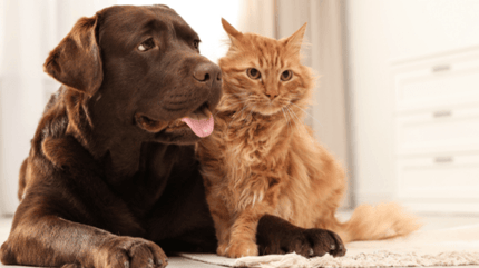 Chien Chat