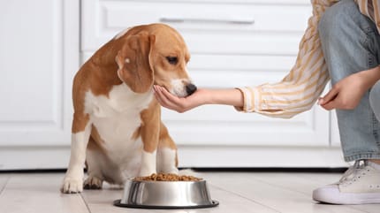 chien chat alimentation nourriture