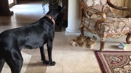 chat vole jouet chien