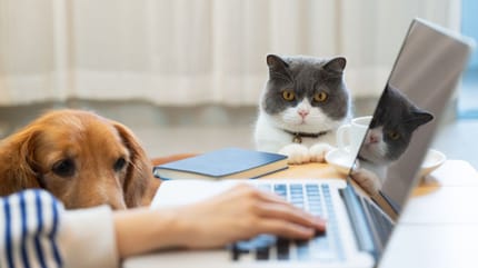 chien chat ordinateur