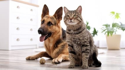 chien et chat