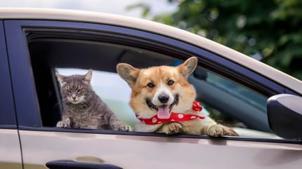 chien chat voiture