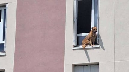 Chien coincé fenêtre