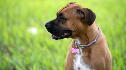 chien boxer portant un collier