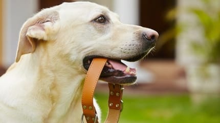 collier pour chien choisir