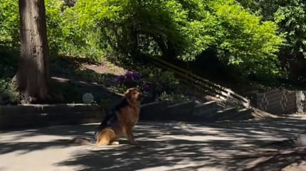 Chien croisé