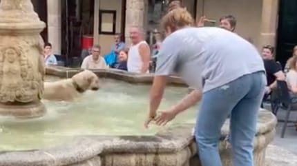 Chien dans la fontaine