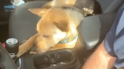 Chien dans la voiture
