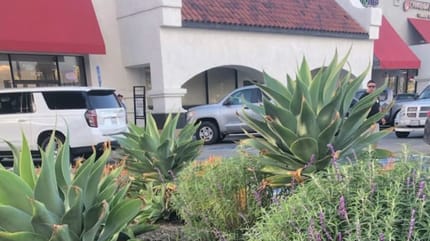 Pies ukryty w krzakach