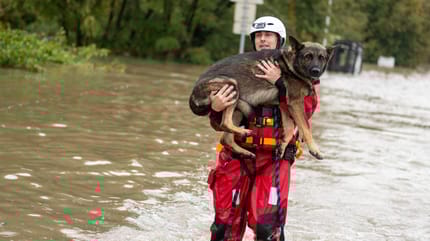 Chien dans les inondations