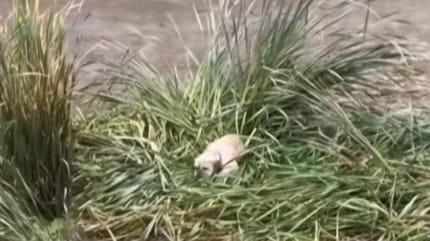 Dog in the reeds
