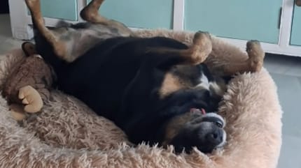 Chien dans son panier