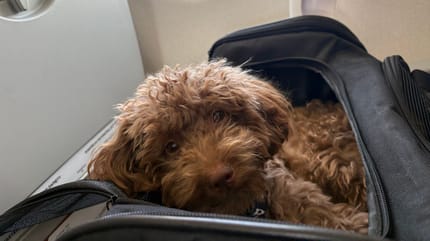 cane in un aereo