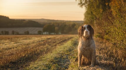 Chien dans un champ