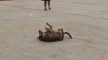 Chien danse
