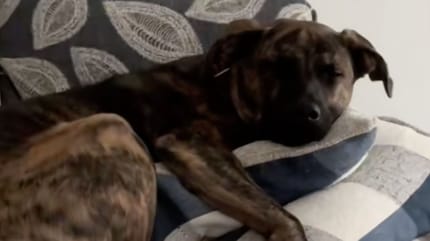 Chien de Kelsey