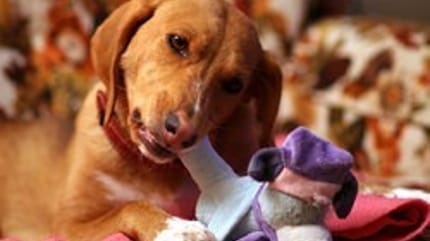 chien destructeur hyperactif