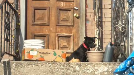 Chien devant une maison