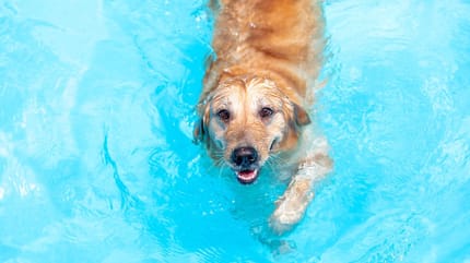 cane acqua