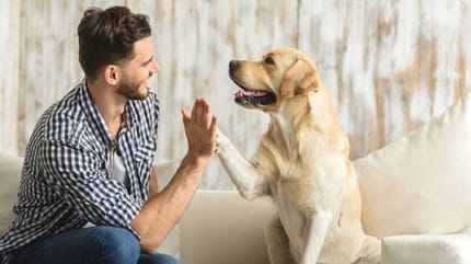 chien hiver santé alimentation compléments alimentaires