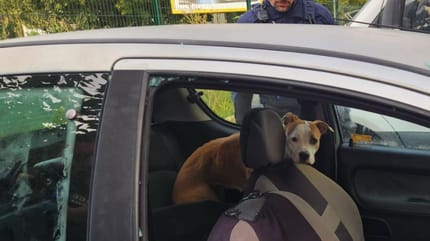 Chien enfermé dans une voiture