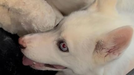 Hond opgesloten in een auto